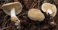 Tricholoma inamoenum image