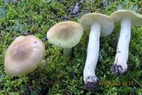 Tricholoma intermedium image