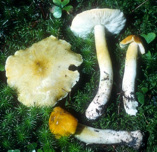 Tricholoma subluteum image