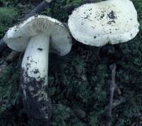 Tricholoma subresplendens image