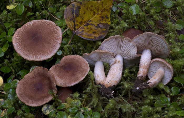 Tricholoma vaccinum image