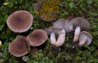 Image of Tricholoma vaccinum