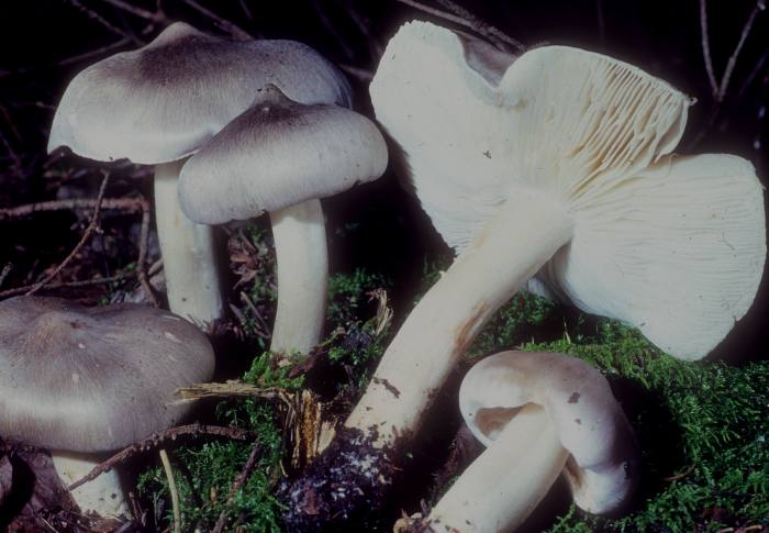 Tricholoma virgatum image