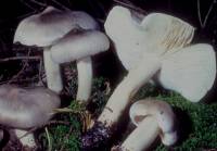 Image of Tricholoma virgatum