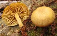 Tricholomopsis sulfureoides image