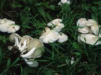 Clitocybe dilatata image