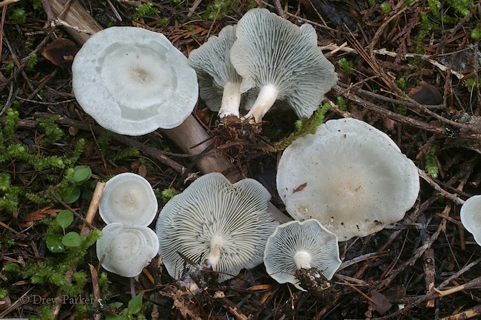 Clitocybe odora var. pacifica image