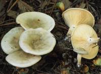 Clitocybe odora image