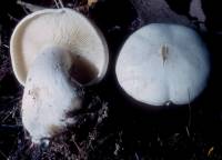 Clitocybe robusta image