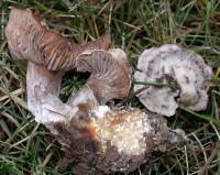 Clitocybe sclerotoidea image