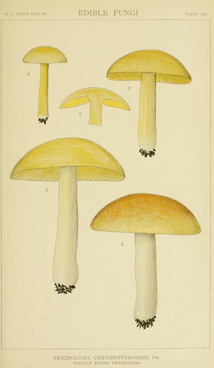 Tricholoma chrysenteroides image