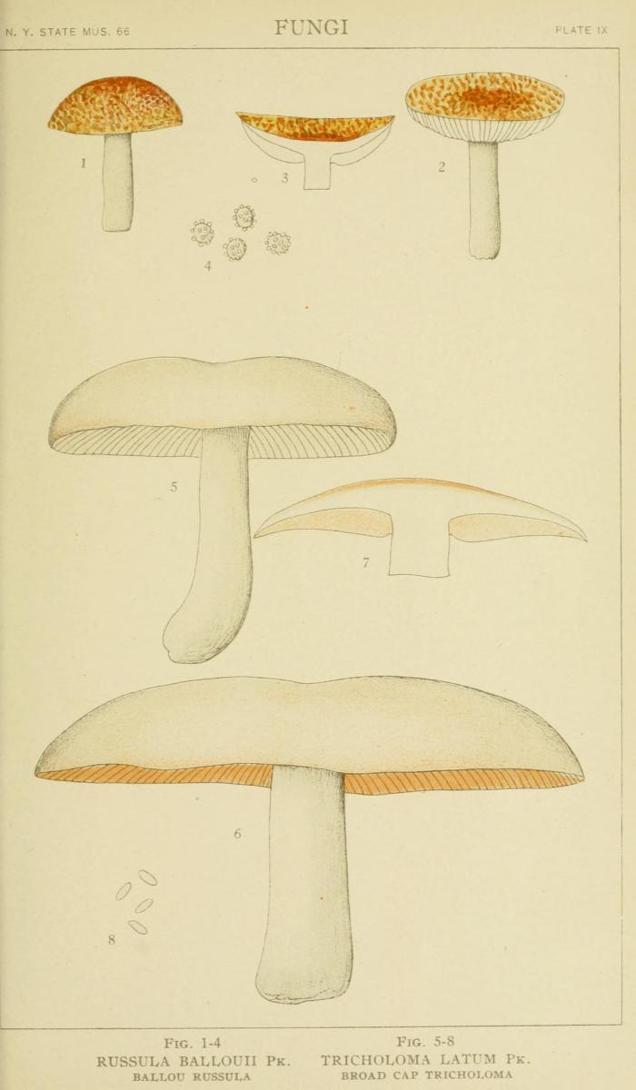 Tricholoma latum image