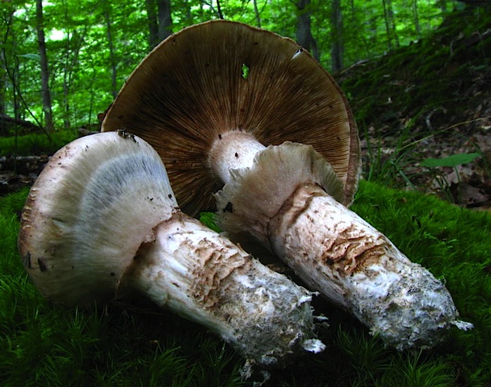 Tricholoma caligatum image