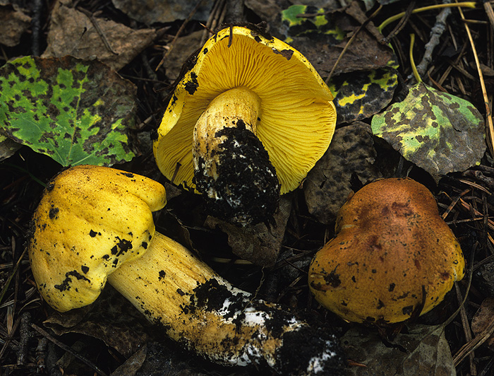 Tricholoma equestre image