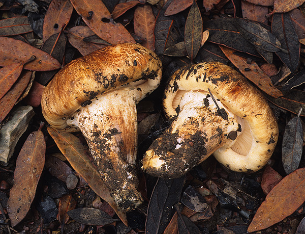 Tricholoma focale image