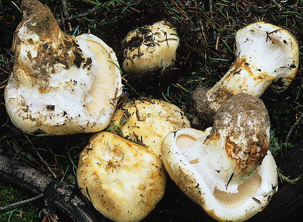 Tricholoma magnivelare image