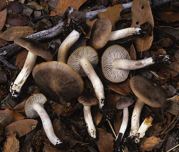 Tricholoma terreum image