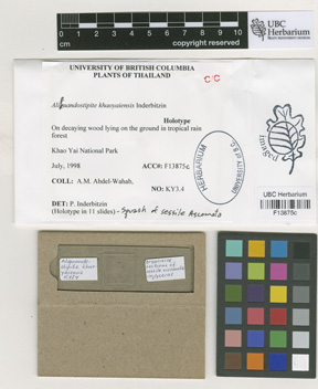 Aliquandostipite image