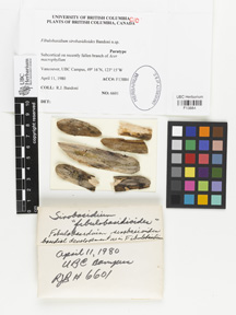 Fibulobasidium sirobasidioides image