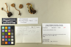 Inocybe posterula image