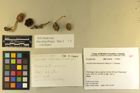 Inocybe pseudodestricta image