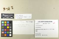Inocybe jacobi image