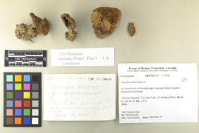 Inocybe abietis image