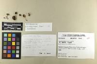 Inocybe lacera image