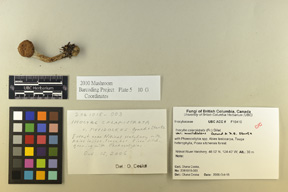 Inocybe calamistrata var. mucidiolens image