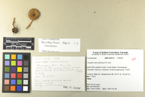 Inocybe cinnamomea image