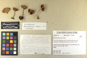 Inocybe glabrescens image