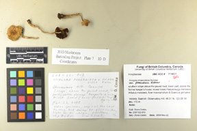 Inocybe phaeodisca image