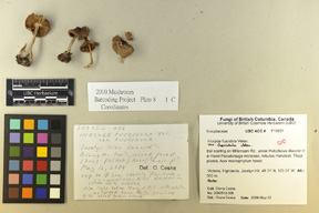 Inocybe fuscidula var. fuscidula image