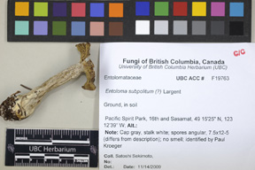 Entoloma subpolitum image