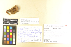 Inocybe soluta image
