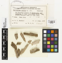 Platygloea abdita image