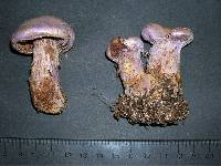 Cortinarius traganus image