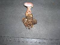 Cortinarius traganus image