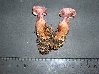 Cortinarius traganus image