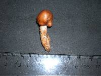 Cortinarius testaceofolius image