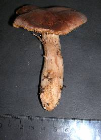 Cortinarius biformis image