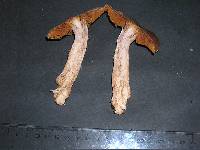 Cortinarius biformis image