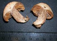 Cortinarius paragaudis image