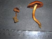 Cortinarius smithii image