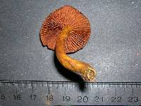 Cortinarius smithii image