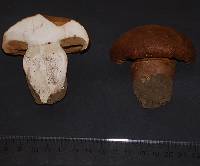 Cortinarius badiolatus image