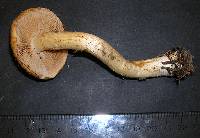 Cortinarius variosimilis image