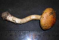 Cortinarius variosimilis image