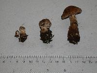 Cortinarius piceidisjungendus image