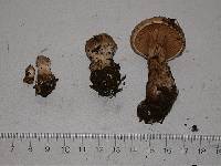 Cortinarius piceidisjungendus image